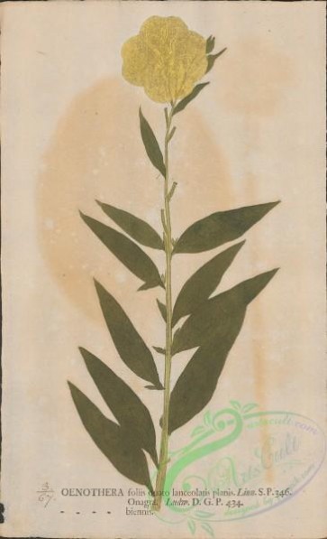 plants-35857 - 067-oenothera biennis
