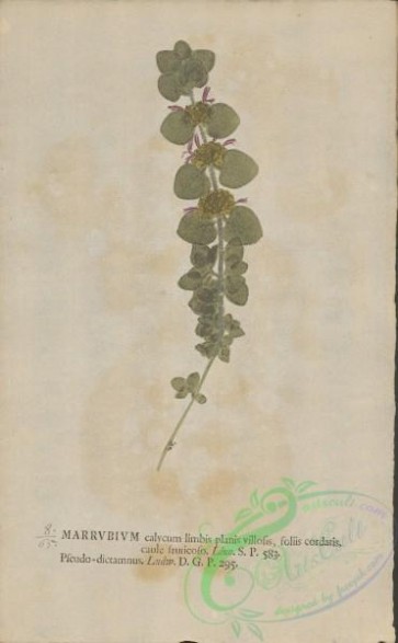 plants-35955 - 065-marrubium pseudo-dictamnus