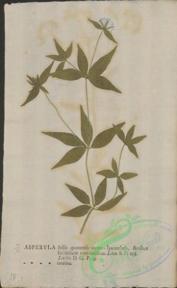 plants-35992 - 002-asperula taurina