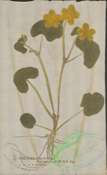 plants-35997 - 007-caltha palustris