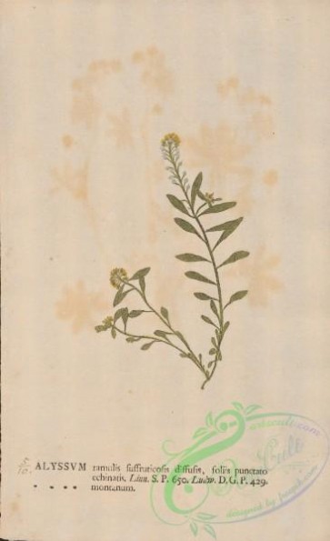 plants-36099 - 010-alyssum montanum