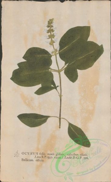 plants-36245 - 056-ocymum basilicum officinalis