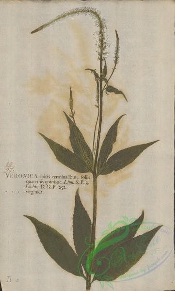plants-36386 - 097-veronica virginica