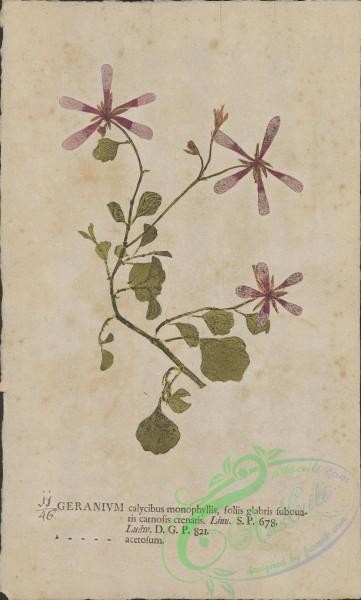 plants-36435 - 046-geranium acetosum