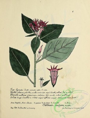 plants-36593 - 004-cestrum roseum