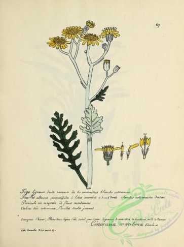 plants-36656 - 067-cineraria maritima