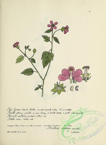 plants-36711 - 122-malva scabra