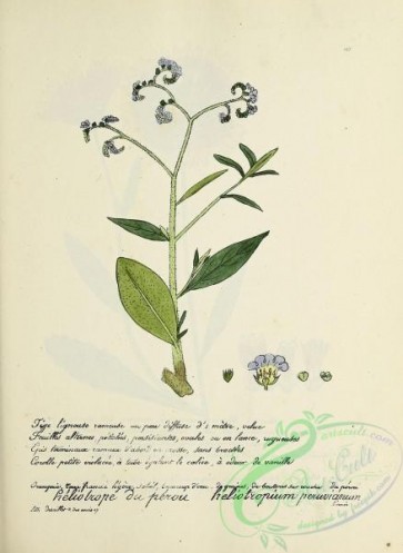 plants-36754 - 165-heliotropium peruvianum