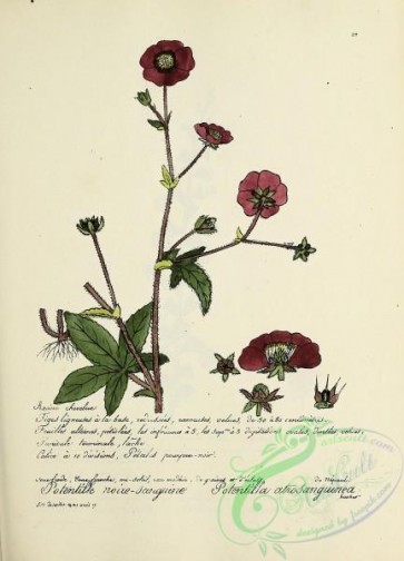 plants-36810 - 020-potentilla atrosanguinea
