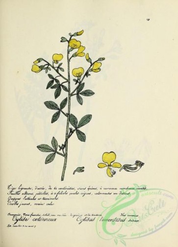 plants-36836 - 046-cytisus tomentosus