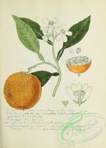 plants-36888 - 098-citrus aurantium