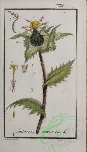plants-37111 - 022-centaurea benedicta