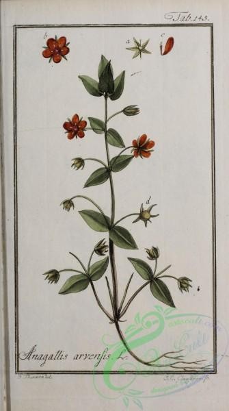 plants-37134 - 045-anagallis arvensis