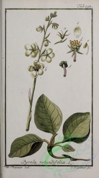 plants-37183 - 094-pyrola rotundifolia