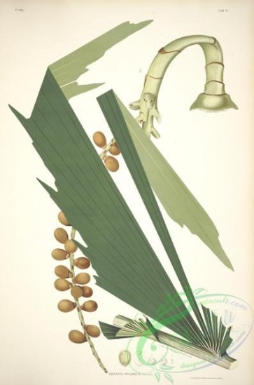 plants-37398 - 008-socratea philonotia