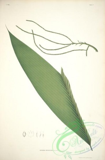 plants-37407 - 017-geonoma beccariana