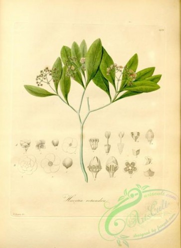 plants_of_amazon-00136 - havetia octandra