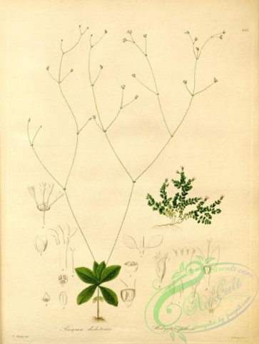plants_of_amazon-00163 - perama dichotoma, hedyotis pilosa