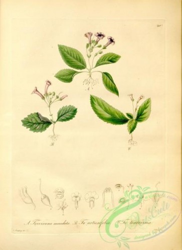 plants_of_amazon-00190 - trevirana maculata, trevirana urticaefolia, trevirana tenerrima