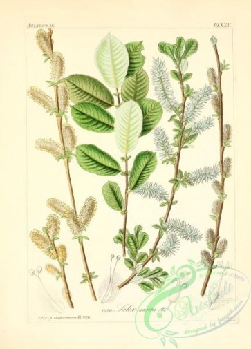 plants_of_germany-00338 - salix aurita