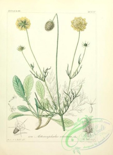 plants_of_germany-01147 - asterocephalus ochroleucus