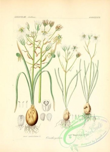 plants_of_germany-01530 - ornithogalum umbellatum, ornithogalum tenuifolium