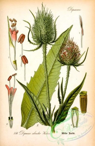 plants_of_germany-02127 - dipsacus silvester