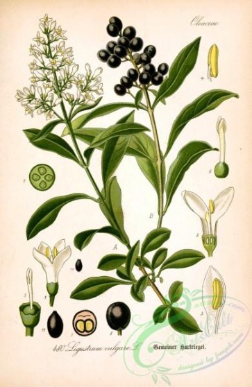 plants_of_germany-02160 - ligustrum vulgare