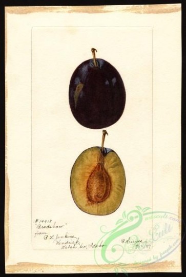 plum-00070 - 4771-Prunus domestica-Bradshaw [2689x4000]