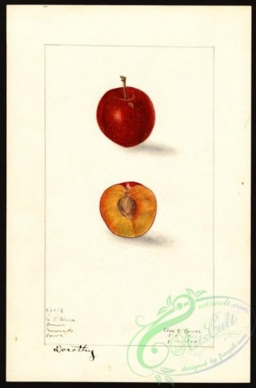 plum-00086 - 4788-Prunus domestica-Dorothy [2638x4000]