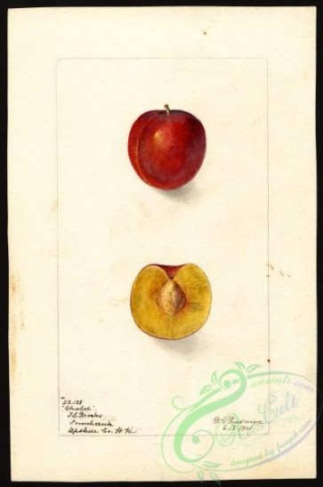 plum-00150 - 4852-Prunus domestica-Chabot [2655x4000]