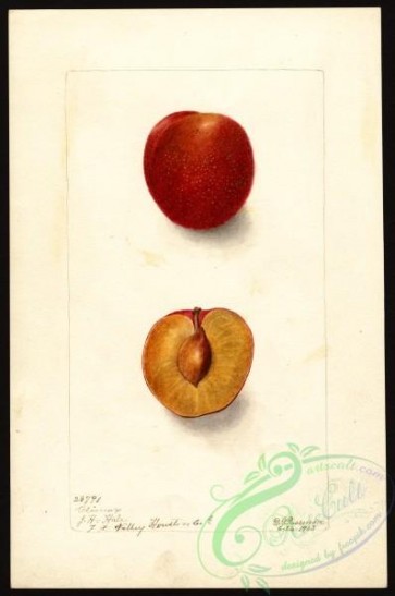 plum-00157 - 4859-Prunus domestica-Climax [2656x4000]