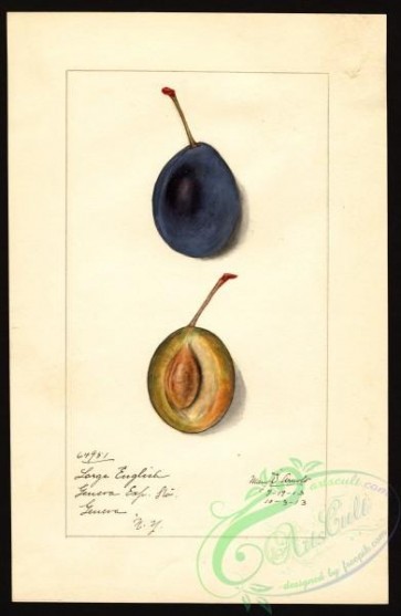 plum-00212 - 4936-Prunus domestica-Large English [2609x4000]