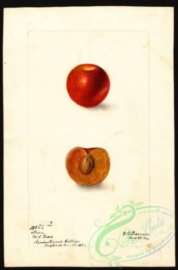 plum-00225 - 4949-Prunus domestica-Maru [2641x4000]