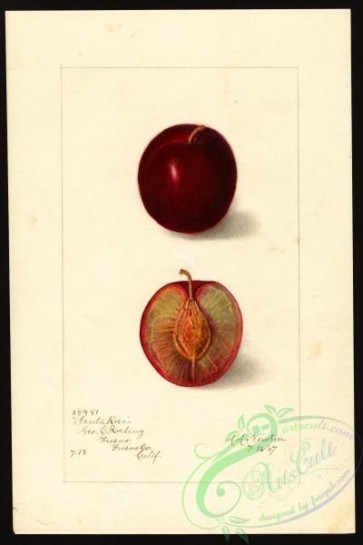plum-00290 - 5015-Prunus domestica-Santa Rosa [2667x4000]