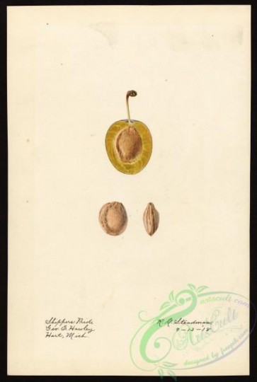 plum-00294 - 5019-Prunus domestica-Shippers Pride [2691x4000]