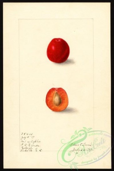 plum-00326 - 5115-Prunus domestica-Sophie [2669x4000]