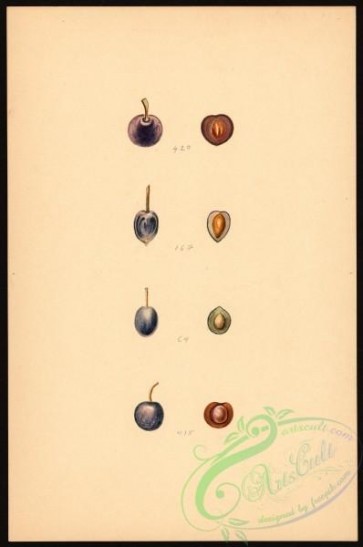 plum-00360 - 7452-Prunus spinosa [2657x4000]