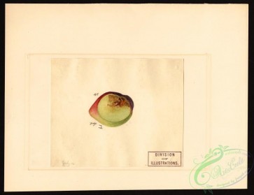 plum-00400 - 7548-Prunus salicina [4000x3076]