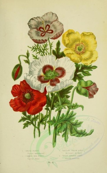 poppies_flowers-00019 - 25 - Opium Poppy, Common Red Poppy, Yellow Welsh Poppy, Violet Horned Poppy - papaver somniferum, papaver rhaeas, meconopsis cambrica, glancium violaceum [2208x3566]