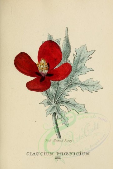 poppies_flowers-00055 - 276 - Red Horned-Poppy - glaucium phoenicium [1974x2945]