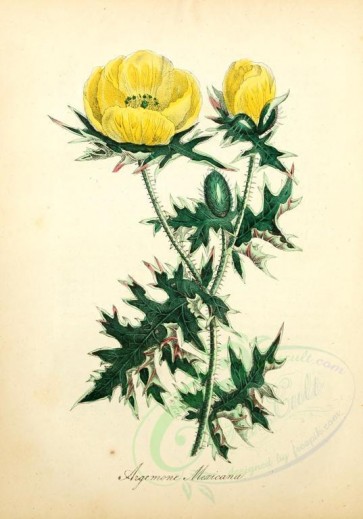 poppies_flowers-00059 - 288 - argemone mexicana [1889x2698]