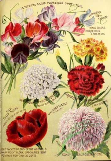 poppies_flowers-00116 - 090-Sweet Pea, Carnation, Candytuft, Poppy, Aster