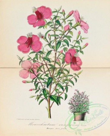 potted_plants-00125 - monochaetum ensiferum