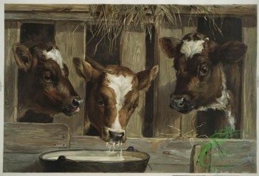 prang_cards_animals-00191 - 1231-Three of a kine (calves in a barn drinking from a bucket) 100949