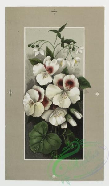 prang_cards_botanicals-00012 - 0154-Easter cards depicting flowers 102314
