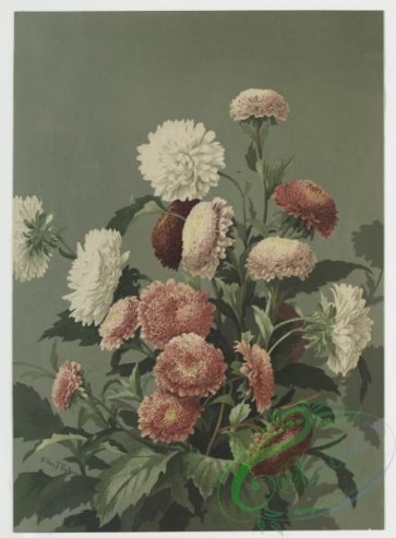 prang_cards_botanicals-00028 - 0401-Prints depicting flowers 105547