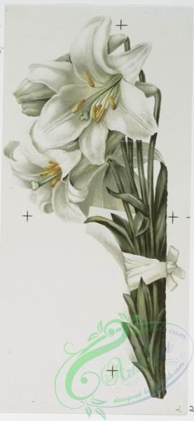 prang_cards_botanicals-00234 - 1039-Mayflower, Easter Lilies, Bunch of Daffodils (Easter cards depicting flowers, Christmas cards depicting young girl with umbrella) 100133