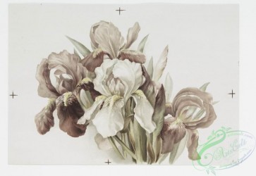 prang_cards_botanicals-00256 - 1099-Christmas and Easter cards depicting flowers 100354