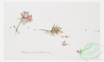 prang_cards_botanicals-00301 - 1212-Roses (Christmas cards with text by Herrick and Mary Conroy) 100841